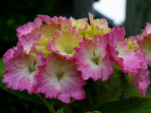 紫陽花5