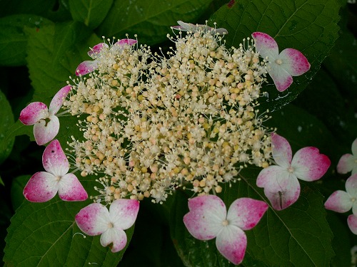 紫陽花11