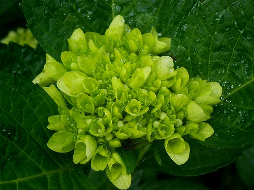 紫陽花1