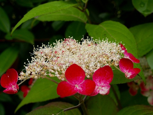 紫陽花3