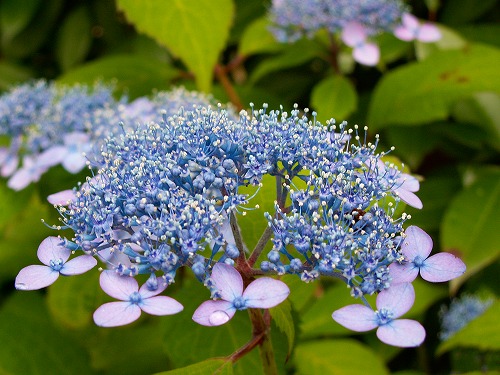 紫陽花10