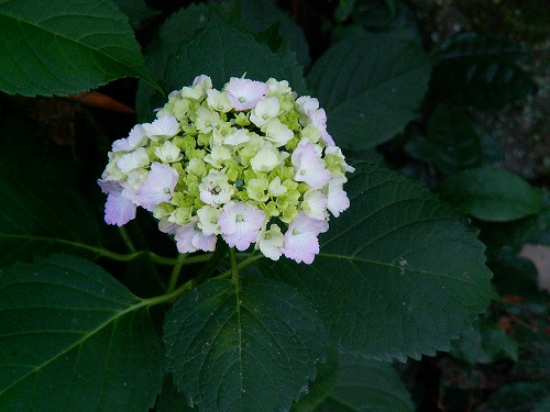 紫陽花12