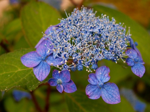 紫陽花2