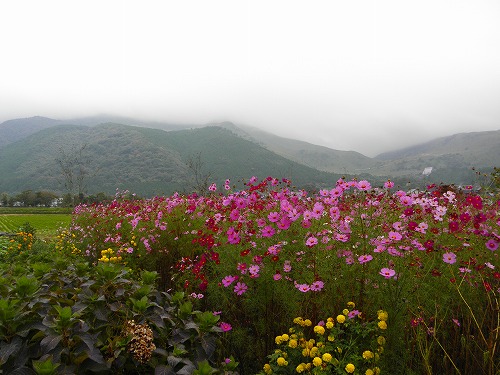 秋の花