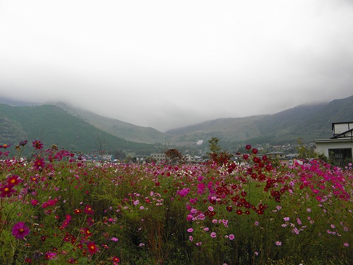 秋の花