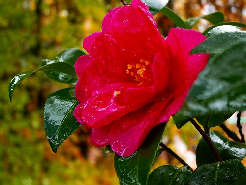 秋の花