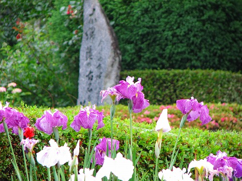 見成寺の花菖蒲3