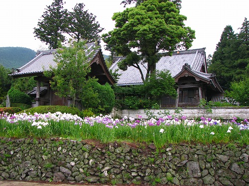 見成寺の花菖蒲9