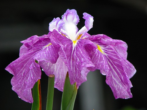見成寺の花菖蒲4