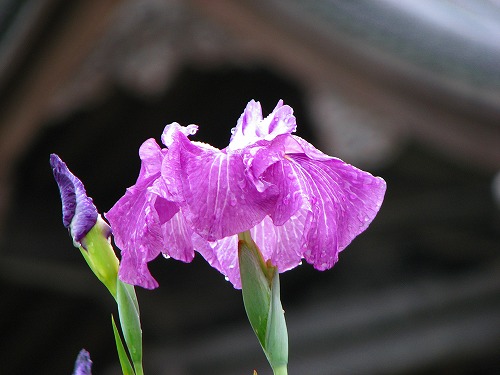 見成寺の花菖蒲6