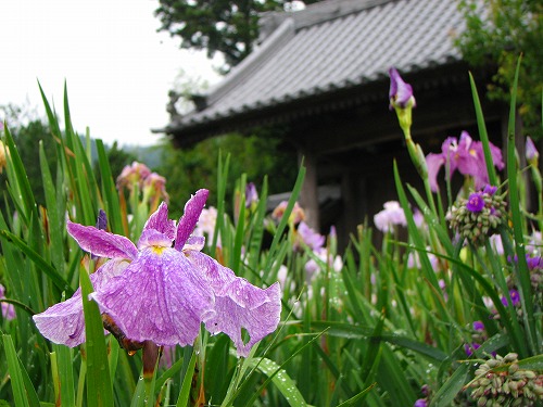 見成寺の花菖蒲1