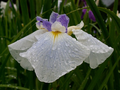 見成寺の花菖蒲7