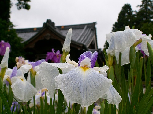 見成寺の花菖蒲5