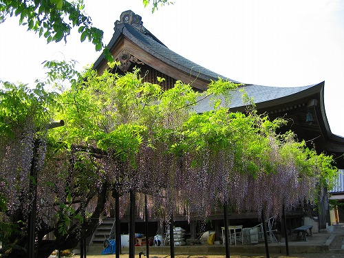 西蓮寺の藤