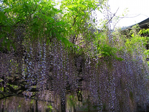 西蓮寺の藤