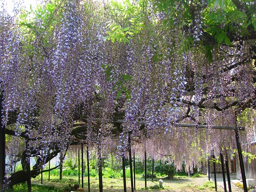 西蓮寺の藤