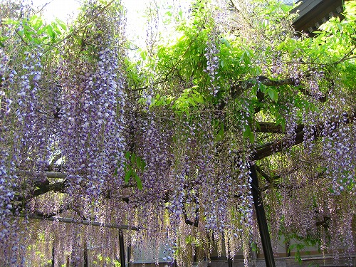 西蓮寺の藤