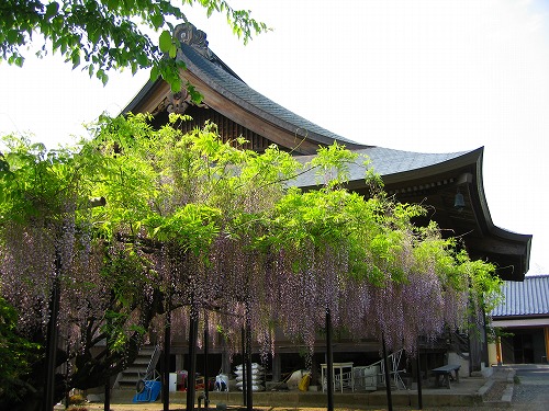 西蓮寺の藤