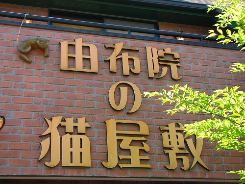 猫屋敷12